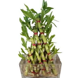Bambo Mesh 30 cm